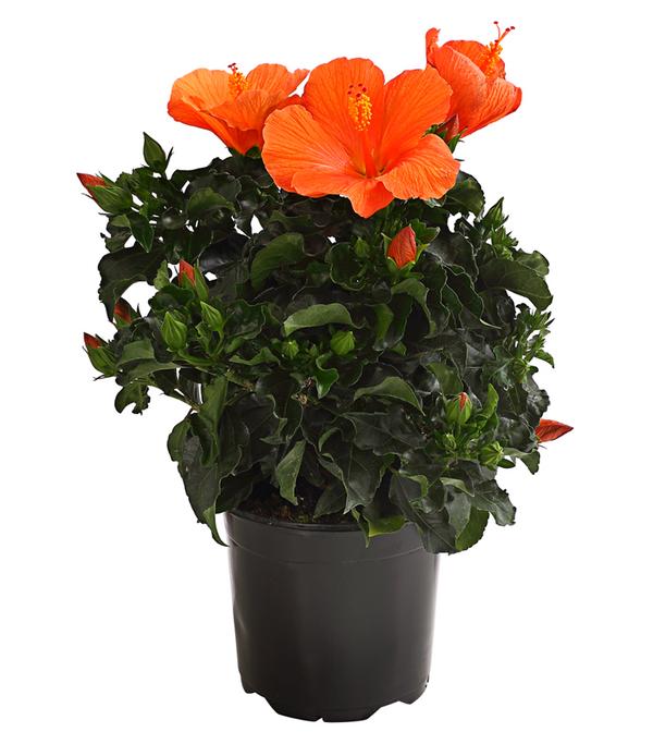 Zimmerhibiskus - Hibiscus rosa-sinensis,