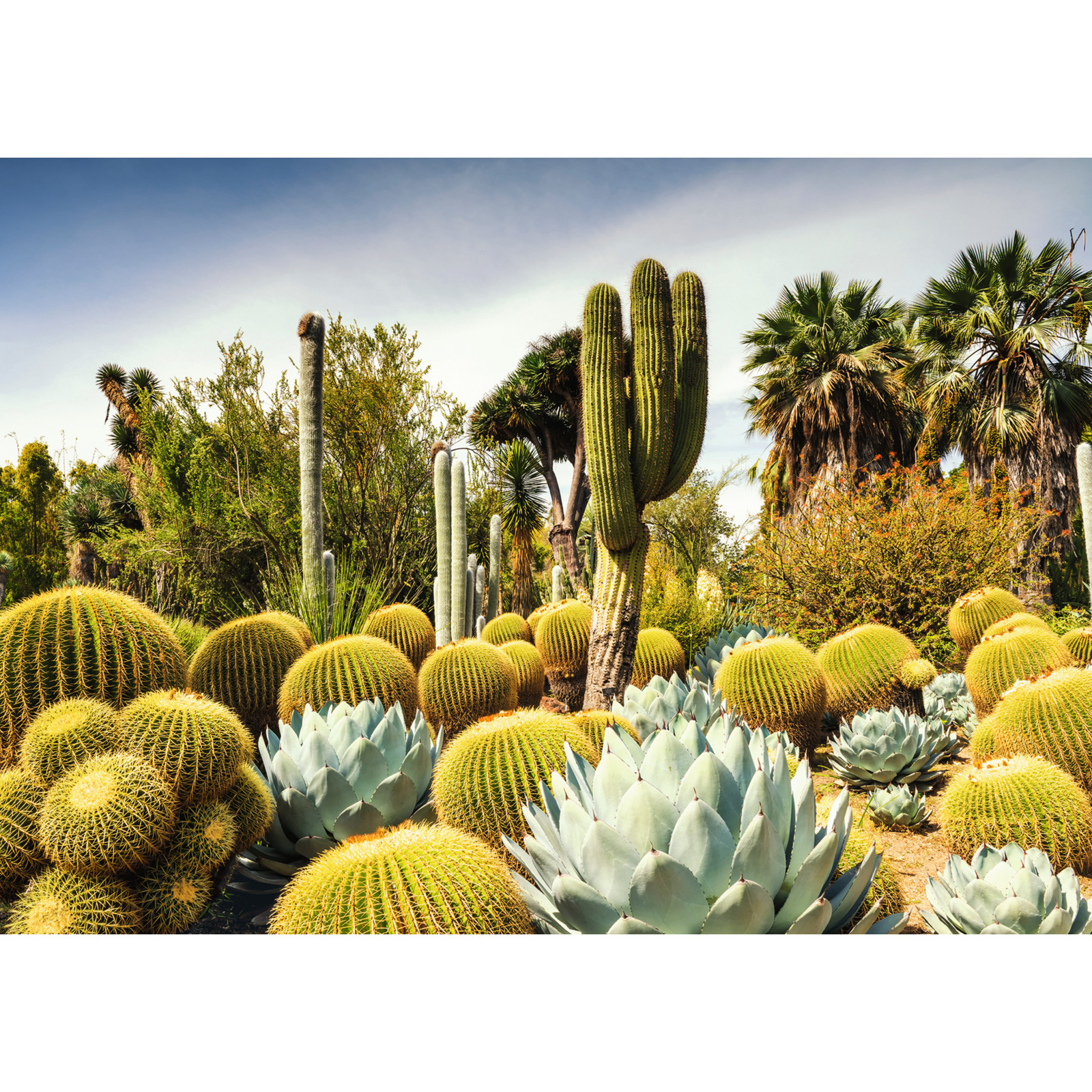 Ravensburger Puzzle The Huntington Desert Garden