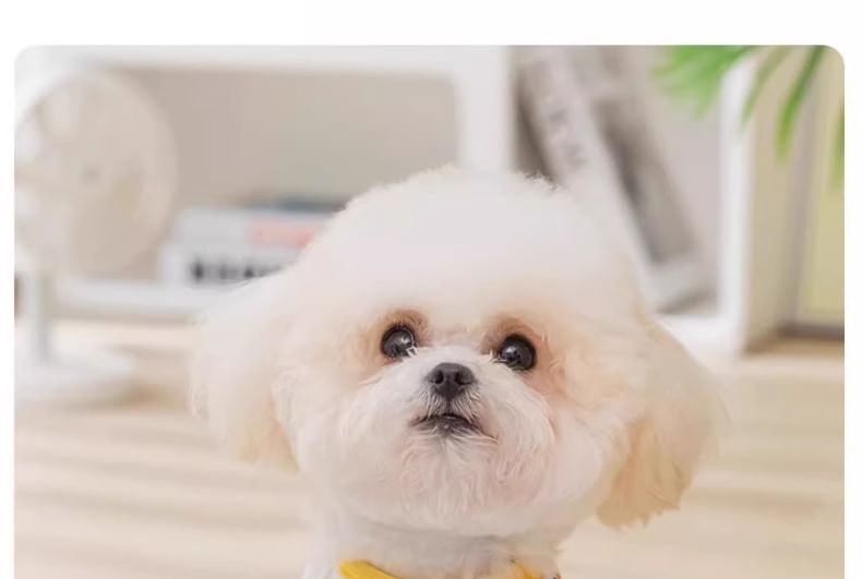 Cissilli - Print Pet Top (diverse ontwerpen)