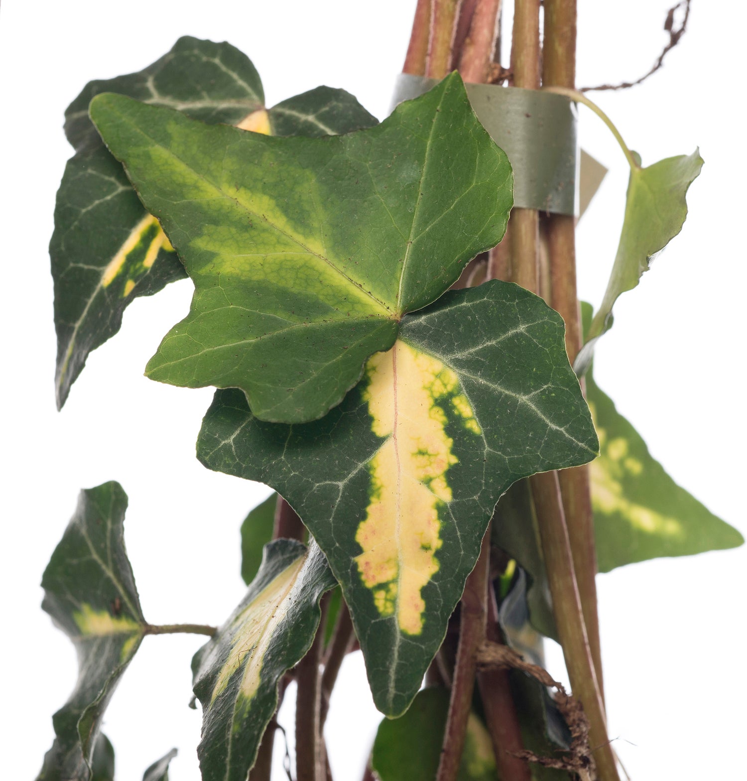 Klimop (Hedera helix 'Goldheart') D 16 H 75 cm