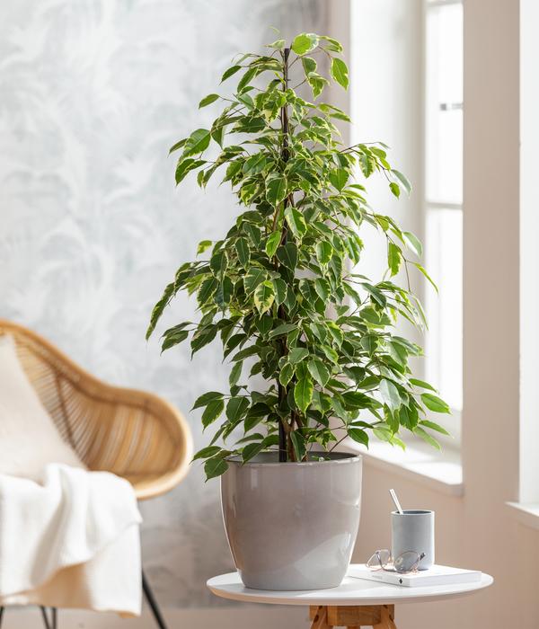 Birkenfeige - Ficus benjamina 'Forever',