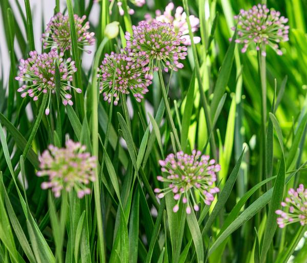 Sommer-Zierlauch 'Millenium'