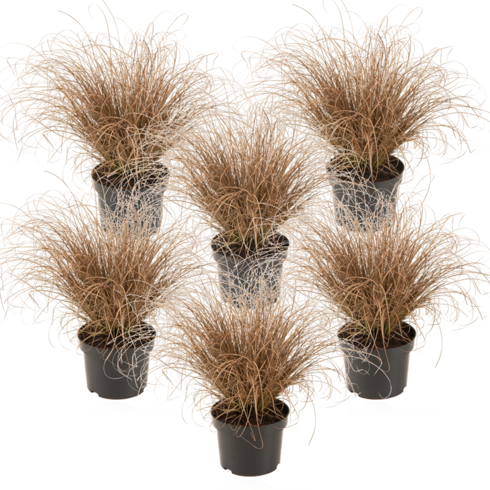 Carex comans bronco - x6 - herbe ornementale - pot de 10.5 - hauteur 15-25cm