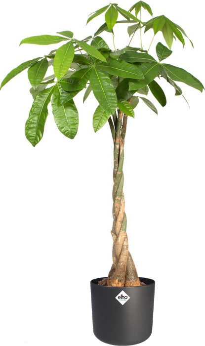 Elho bloempot B. for soft antraciet D 18,3 H 16,7 cm