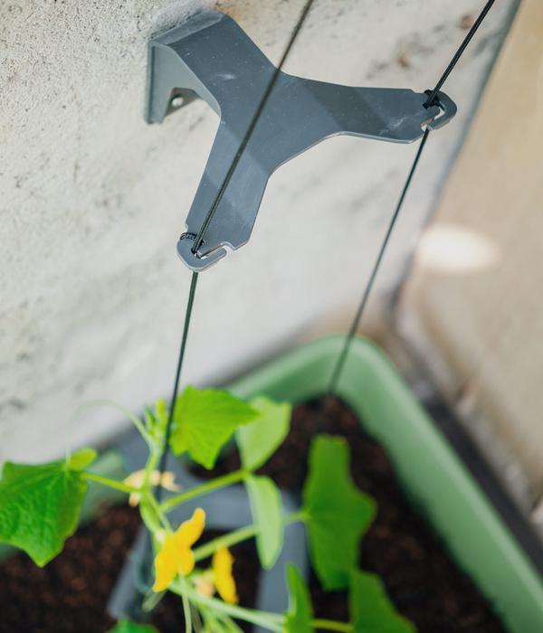 Gusta Garden Gurken-Topf Curt Cucumber, ca.