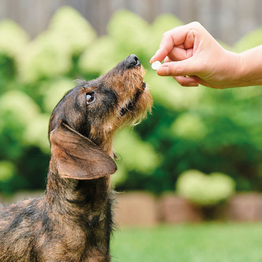 Comprimidos repelentes internos naturais Beaphar VERMIpure para cães de pequeno porte e filhotes.