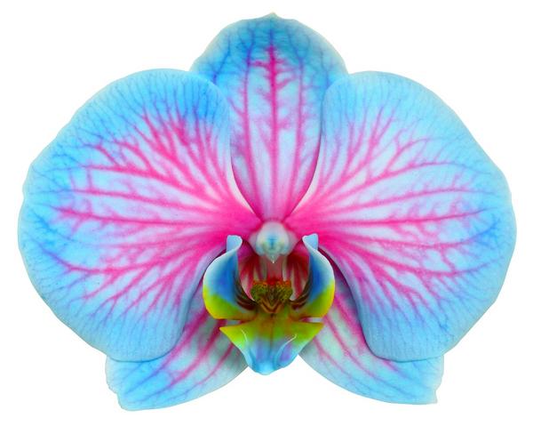 Schmetterlingsorchidee - Phalaenopsis