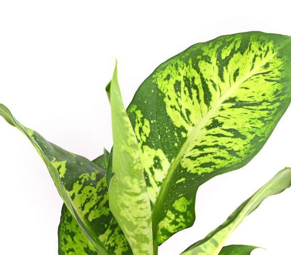 Dieffenbachie - Dieffenbachia maculata,