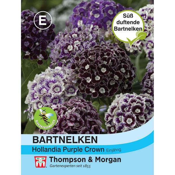 Thompson & Morgan Samen Bartnelken 'Purple