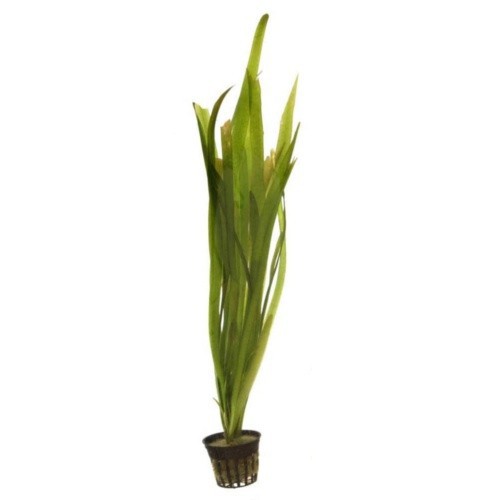 Vallisneria Gigantea, planta aquática.
