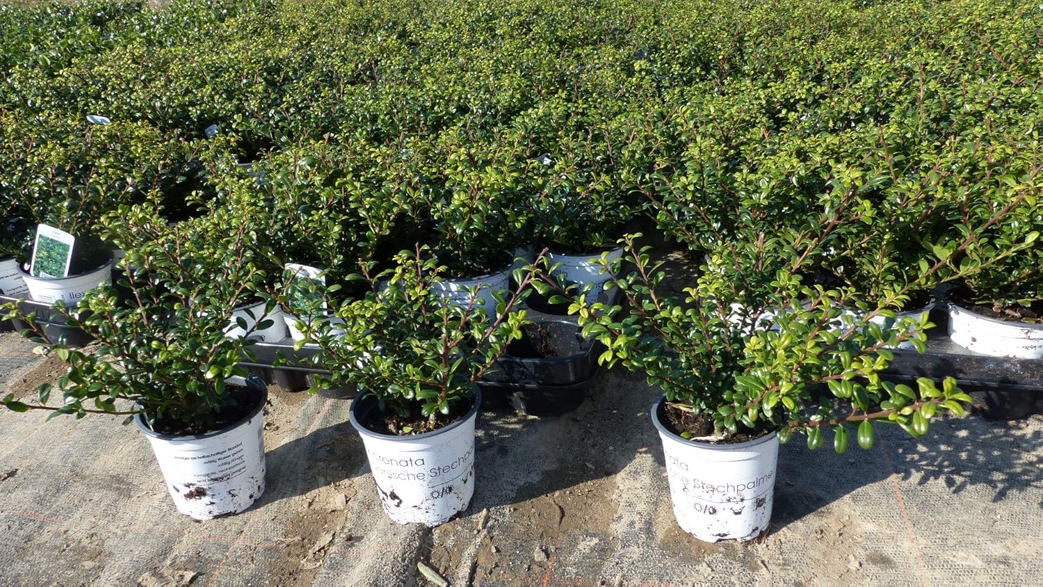 100 Stück Ilex crenata Stokes Heckenpflanze 20 cm Buchsbaum Ersatz winterhart + robust