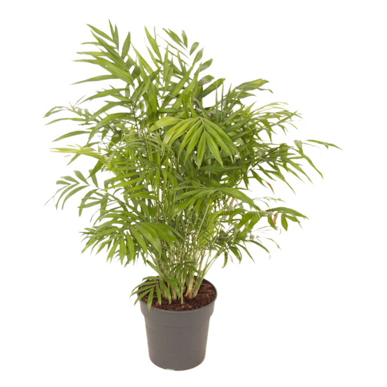 Palmier, Chamaedorea elegans - pot D21cm