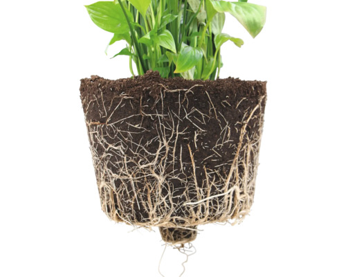 Ecopots Oslo kunststof bloempot, Ø 42,6 cm, 45 x 45 x 39,4 cm, donkergrijs