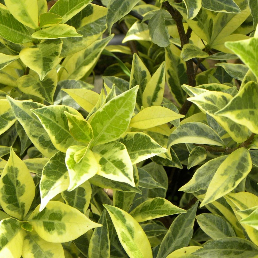 Jasmin étoilé jasminoïdes sun lover®/trachelospermum jasminoïdes 'sun lover'®[-]pot de 1,8l