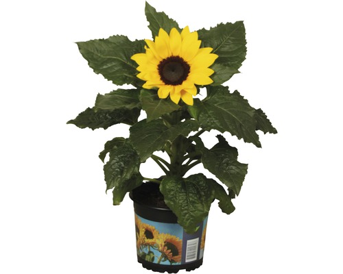 Zonnebloem Helianthus annuus Ø 13 cm pot