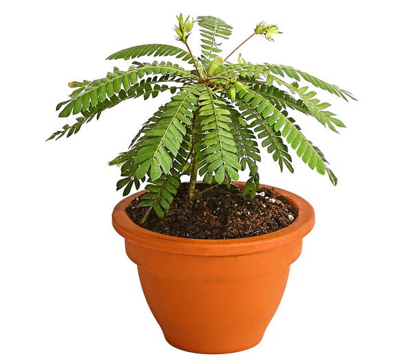 Südseepalme - Biophytum sensitivum, 2er-Set