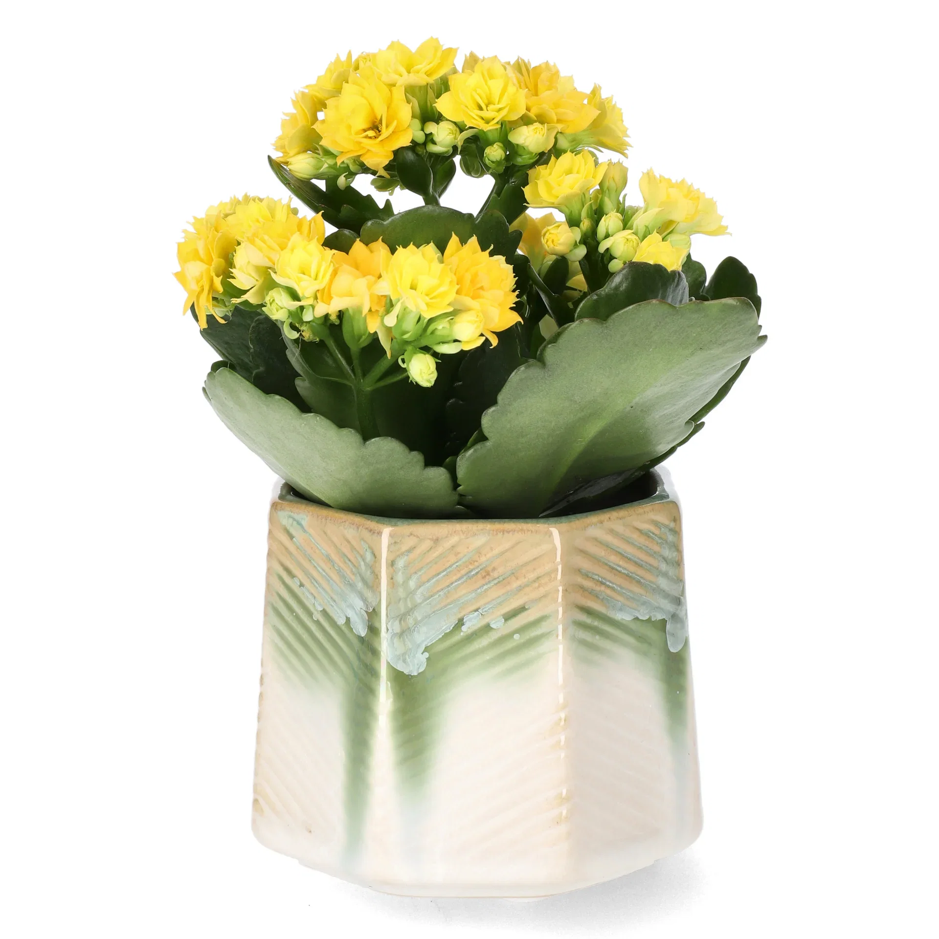 Kalanchoe mini Yellow 6cm Ildtopp Høyde 10 cm