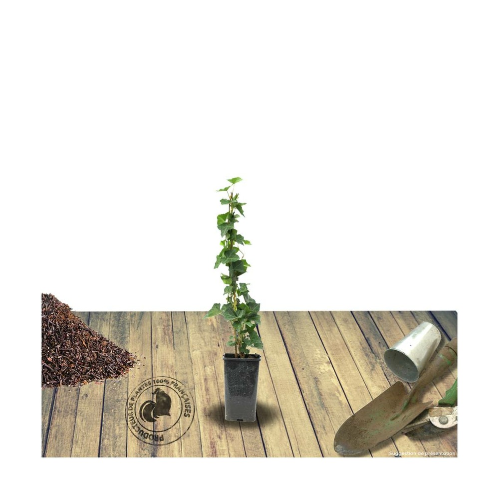Lierre d'irlande helix hibernica/hedera helix hibernica[-]pot de 1,5l - tuteur bambou 30/60 cm