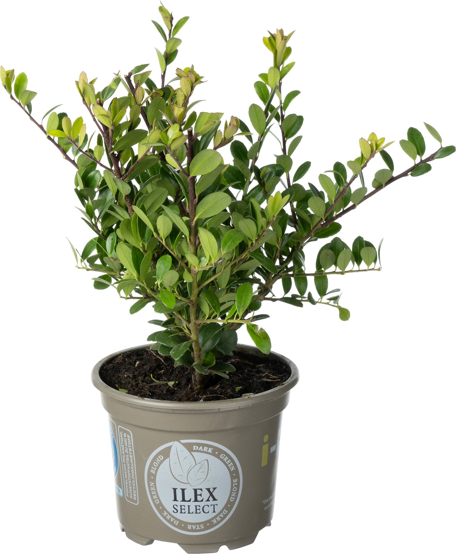 Japanse Hulst (Ilex crenata 'Dark Green') D 9 H 15 cm