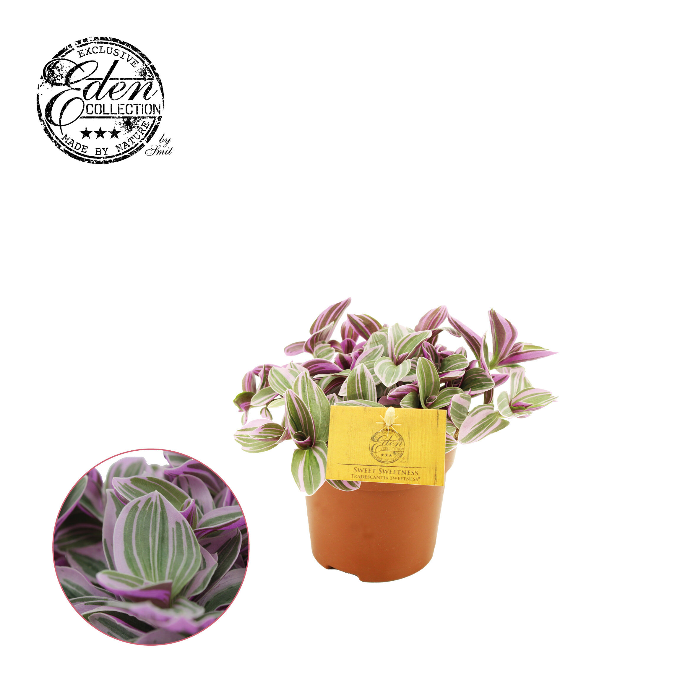 Tradescantia Sweetness (eendagsbloem) - Kamerplant - 10.5 cm