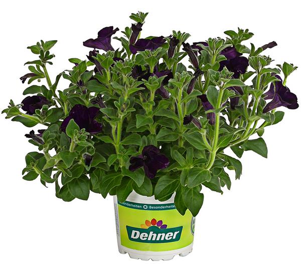 Hängepetunie 'Surfinia', verschiedene Farben