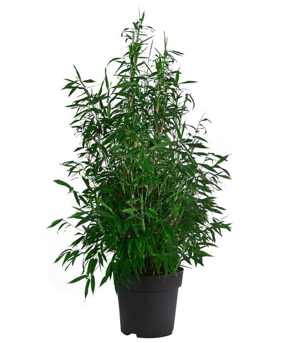 Bambus 'Winter Black'
