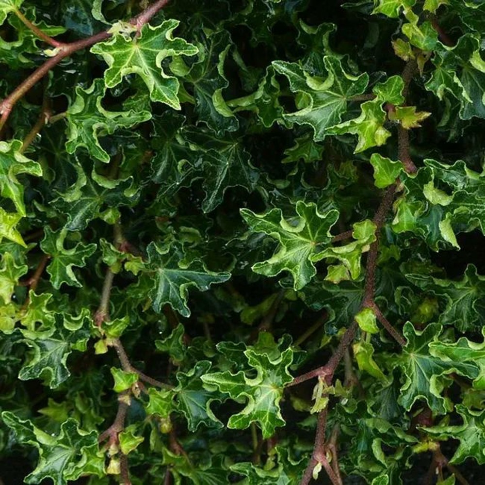 Lierre helix 'ivalace' - hedera helix 3l
