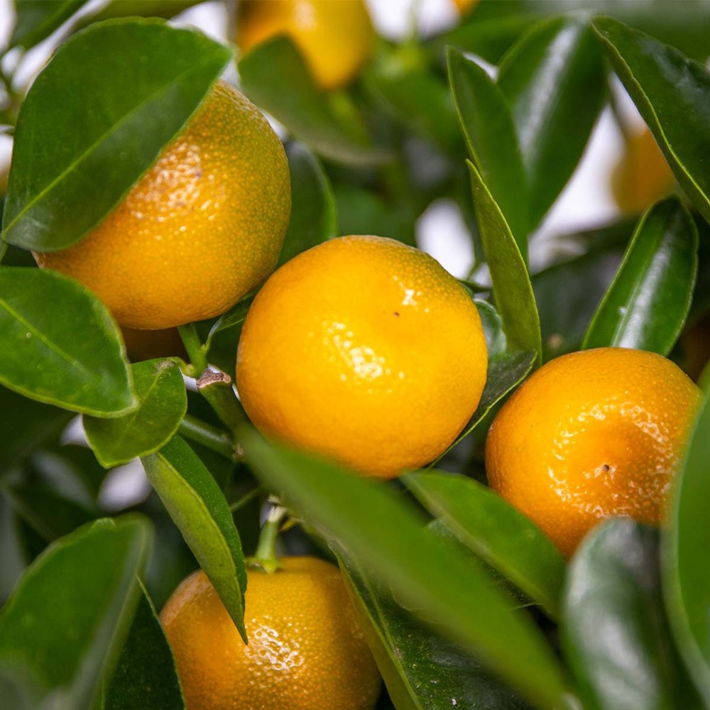 Citrus mitis 'calamondin' - mandarinier - arbre fruitier - persistant – ⌀19 cm - ↕55-65 cm