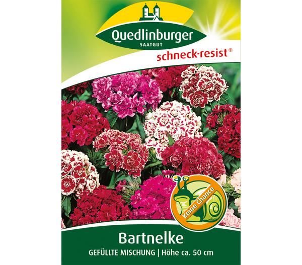 Quedlinburger Samen Bartnelke 'Gefüllte