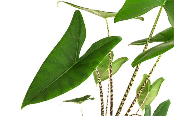 Pfeilblatt - Alocasia zebrina