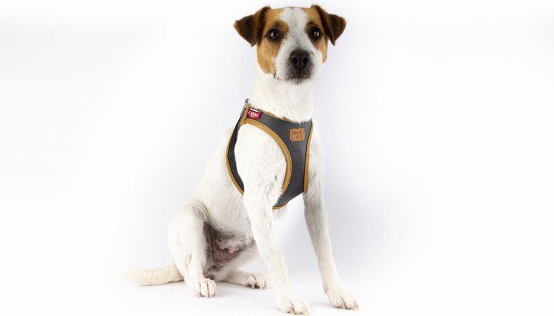Curli Apple Leather Harness Zwart - Hondentuig - 38.3-43.3 cm