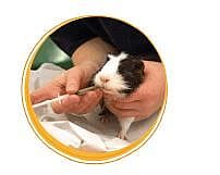 RodiCare Akut Voeding Konijn Cavia 15 ml | 11227