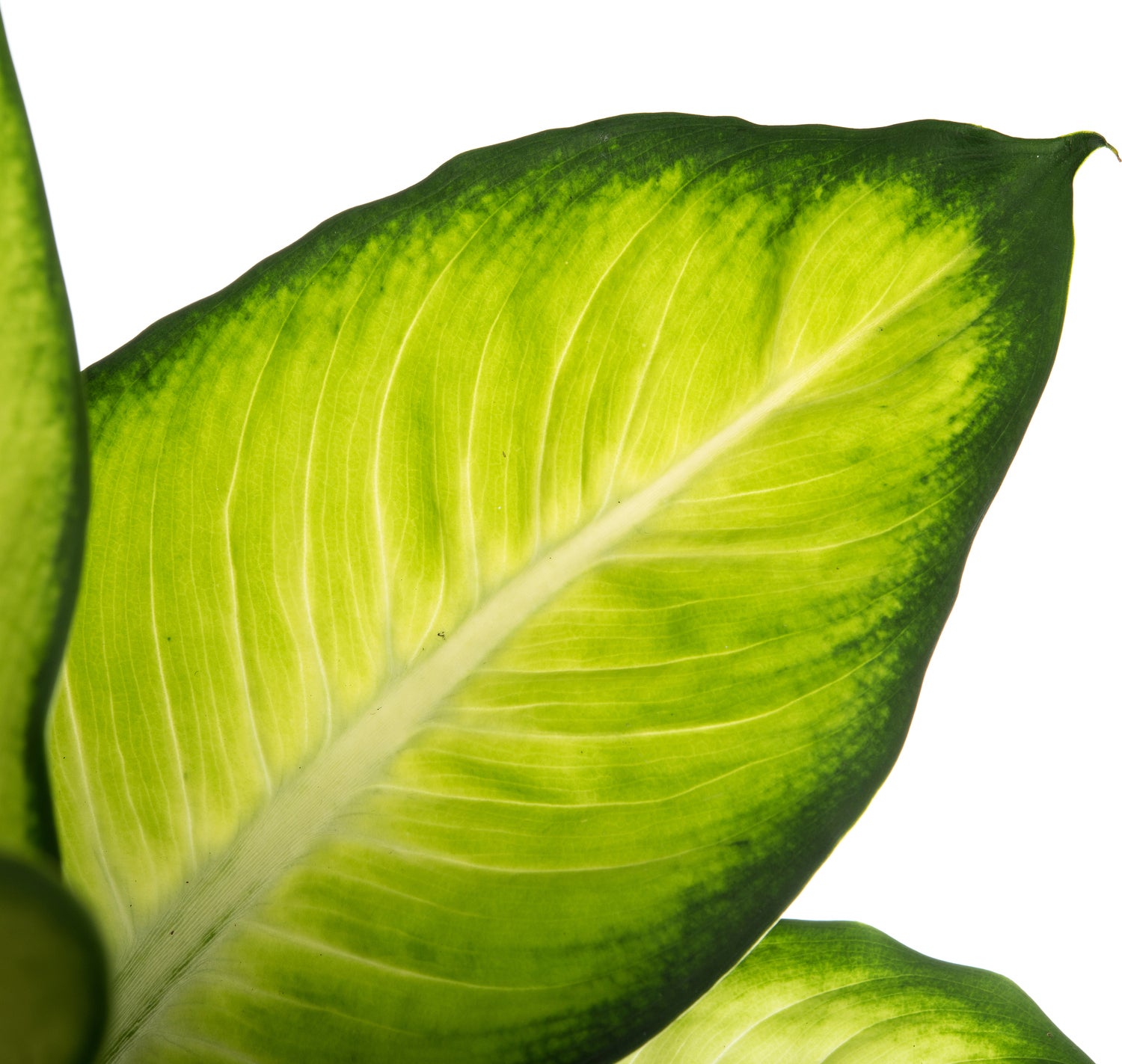 Dieffenbachia (Dieffenbachia 'Summer Style') D 17 H 60 cm