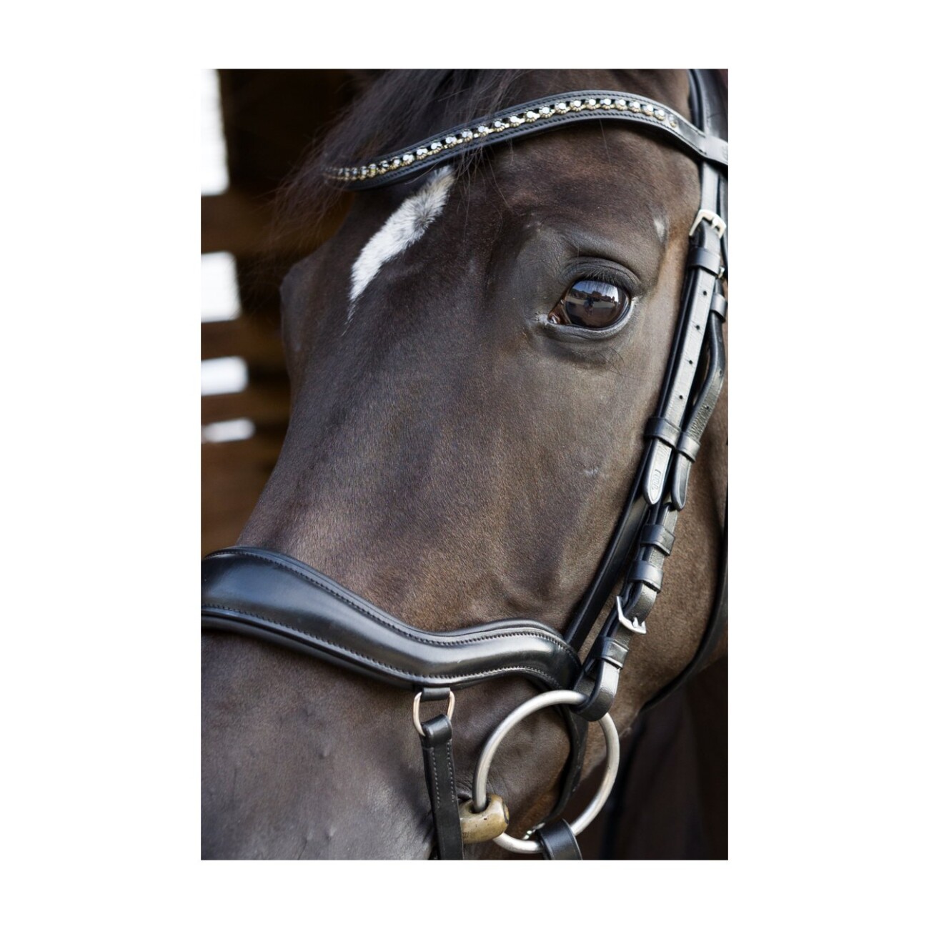 4Horses Trense Florenz VB/ COB (Vollblut)