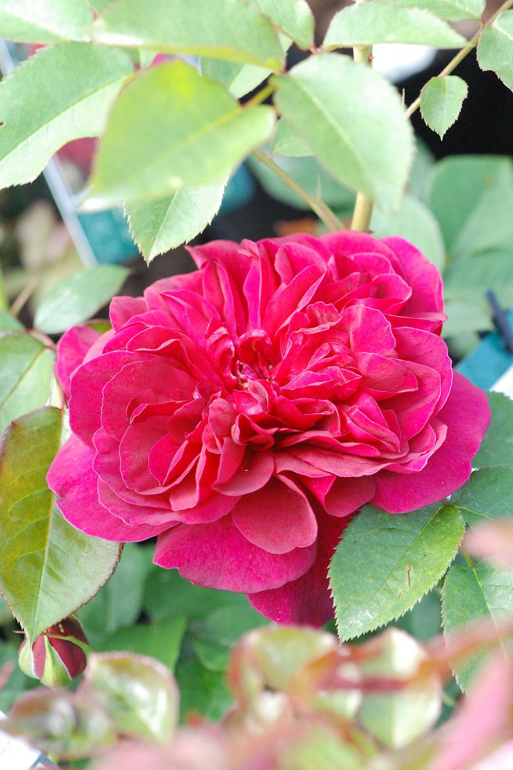 Rosier david austin 'darcey bussel' ? - 5l