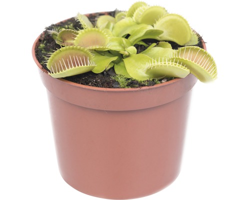 Venusvliegenvanger FloraSelf Dionaea muscipula H 8-12 cm Ø 8,5 cm pot