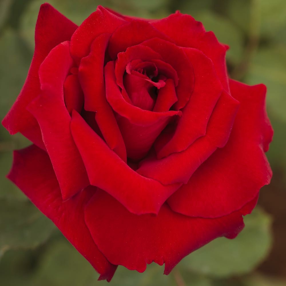 Rosier marcel pagnol ® meisoyris le pot de 3l