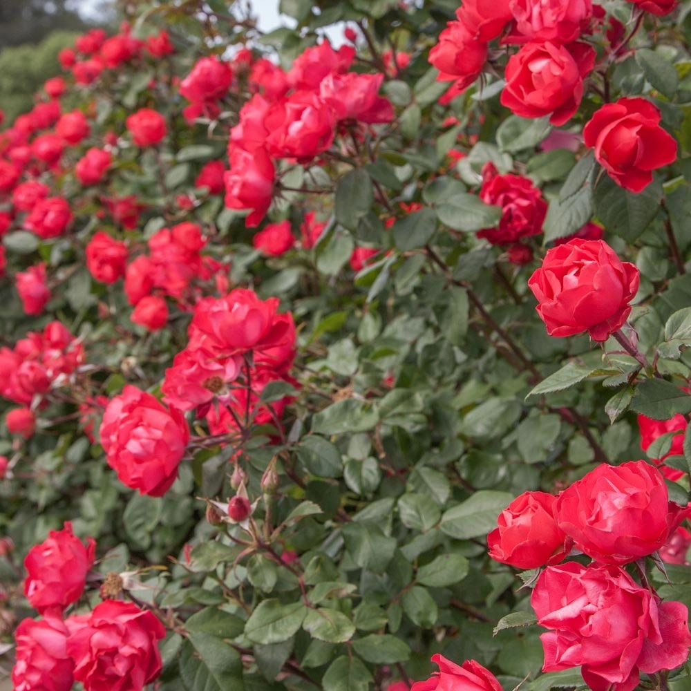 Rosier cherry bonica ® meipeporia le pot de 2l