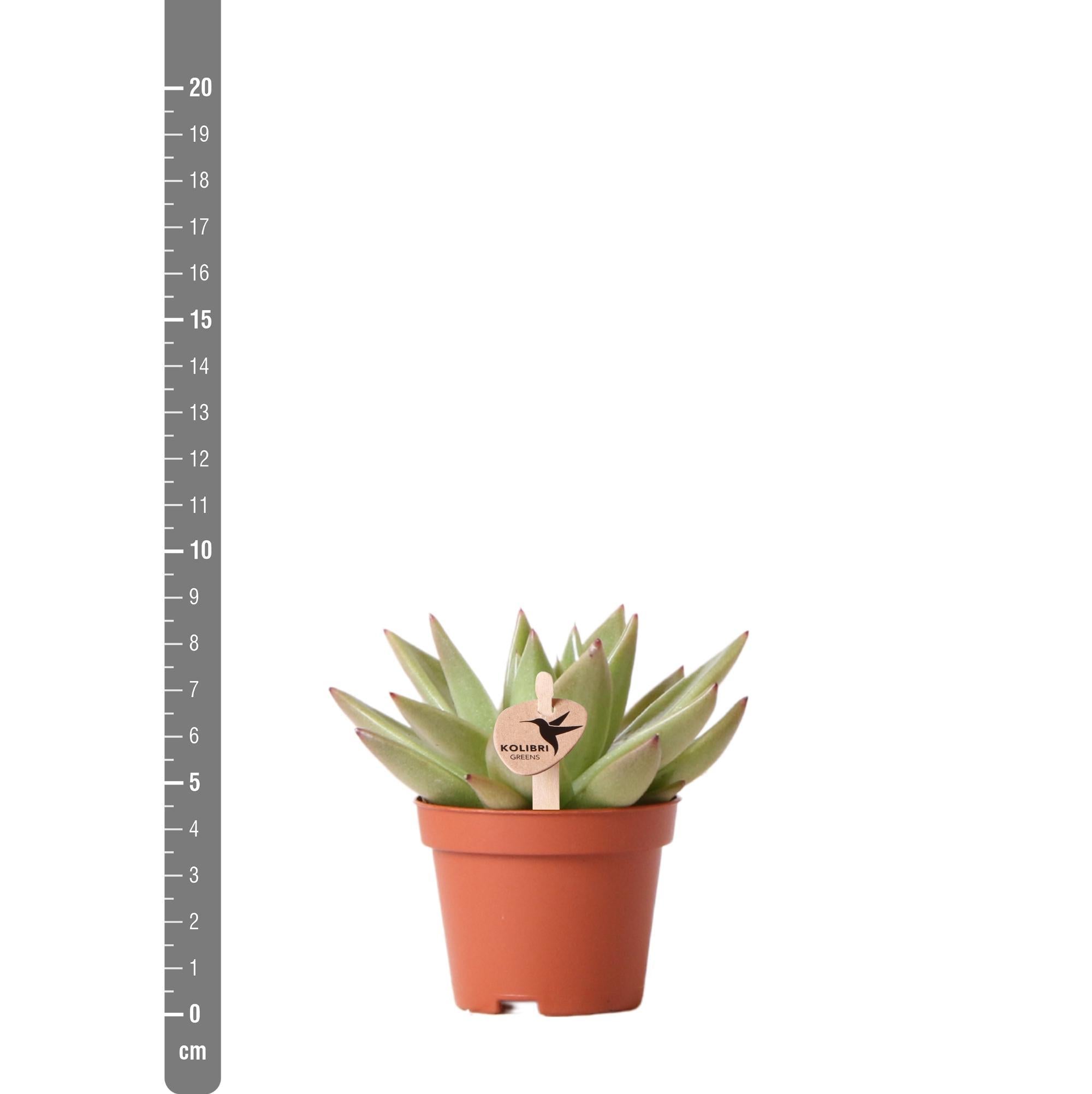 Echeveria miranda h9cm - succulente