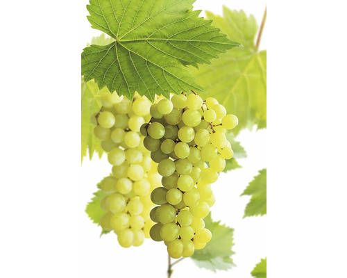 Biologische tafeldruif 'Polo Muskat' FloraSelf Bio Vitis vinifera 'Polo Muskat' Co 3 L