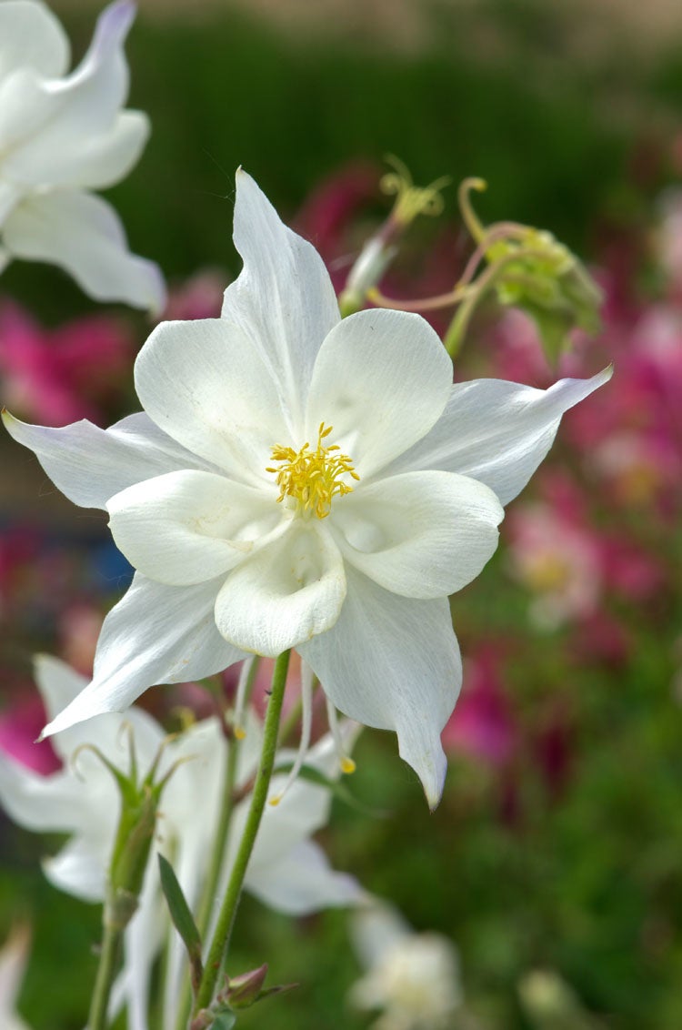 Akelei (Aquilegia 'Kristall') D 9 H 15 cm
