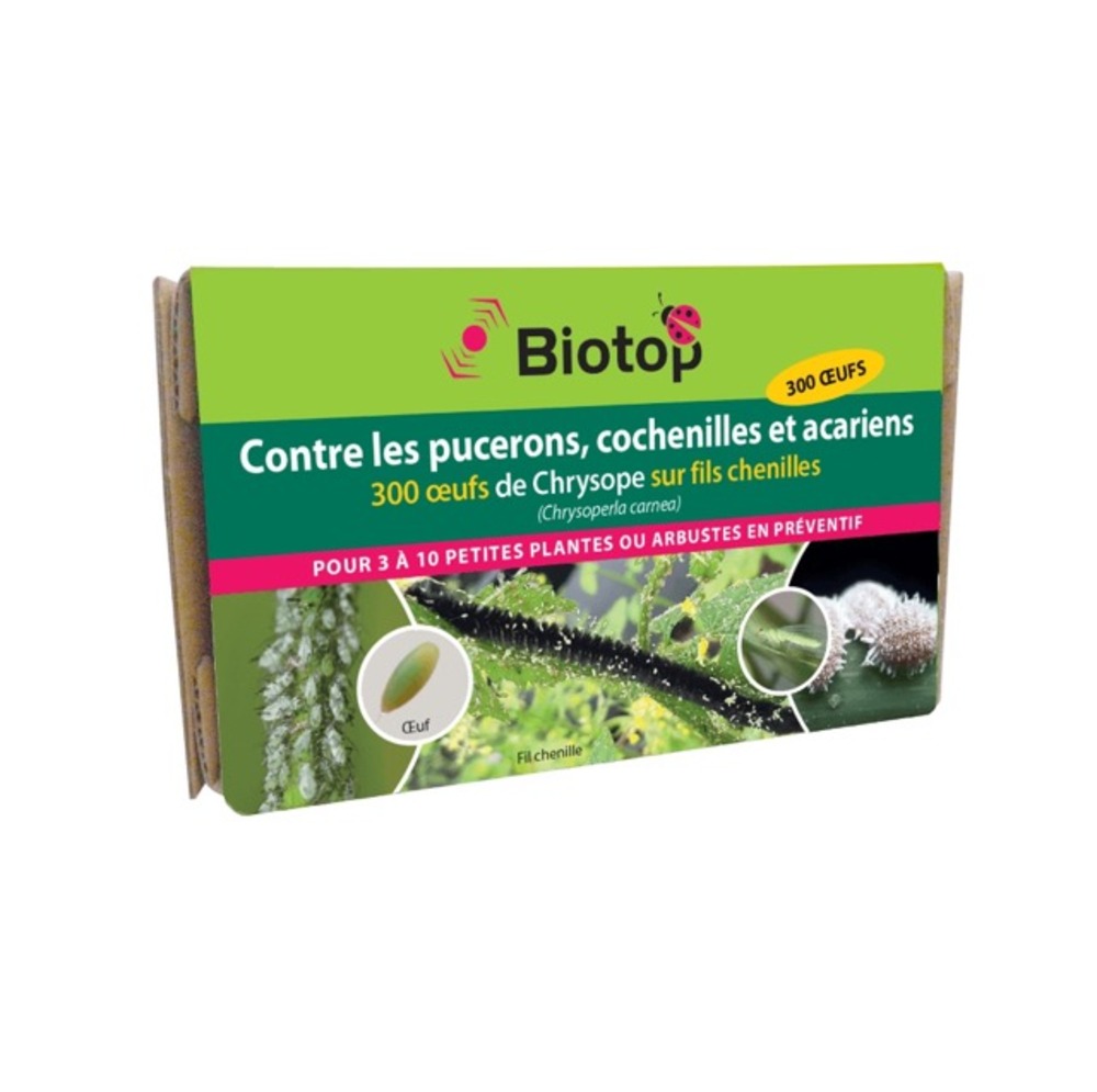 Chrysope 300 oeufs