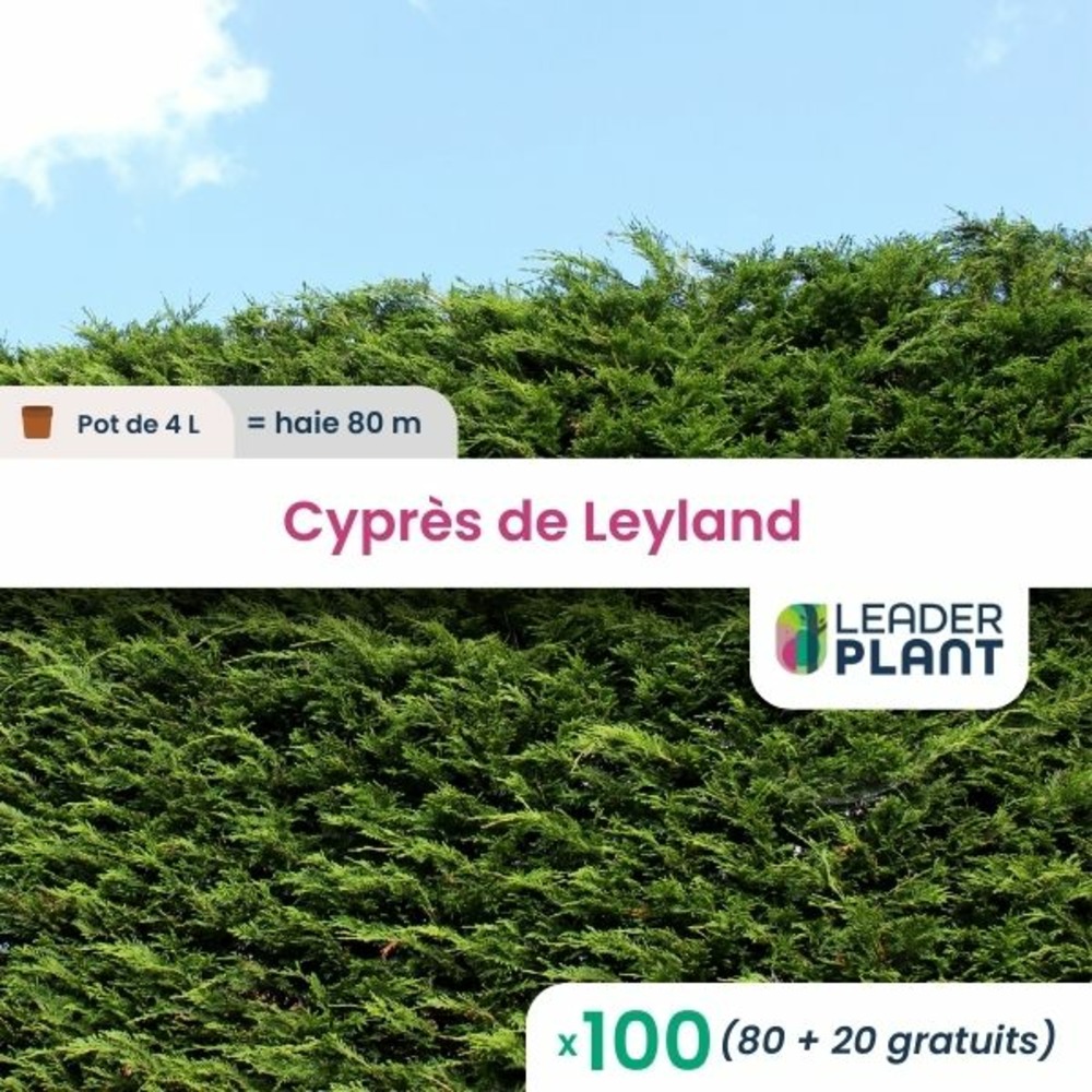 100 x cypres de leyland en pot de 4 l
