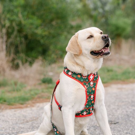 Coleira peitoral reversível Neo Mesh Noel para cães, várias cores