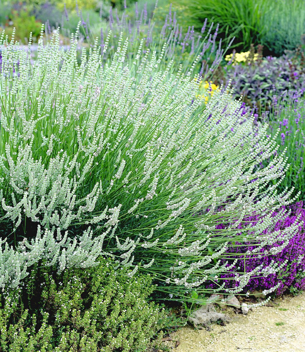 Lavendel-Mix 'Weiß & Blau'