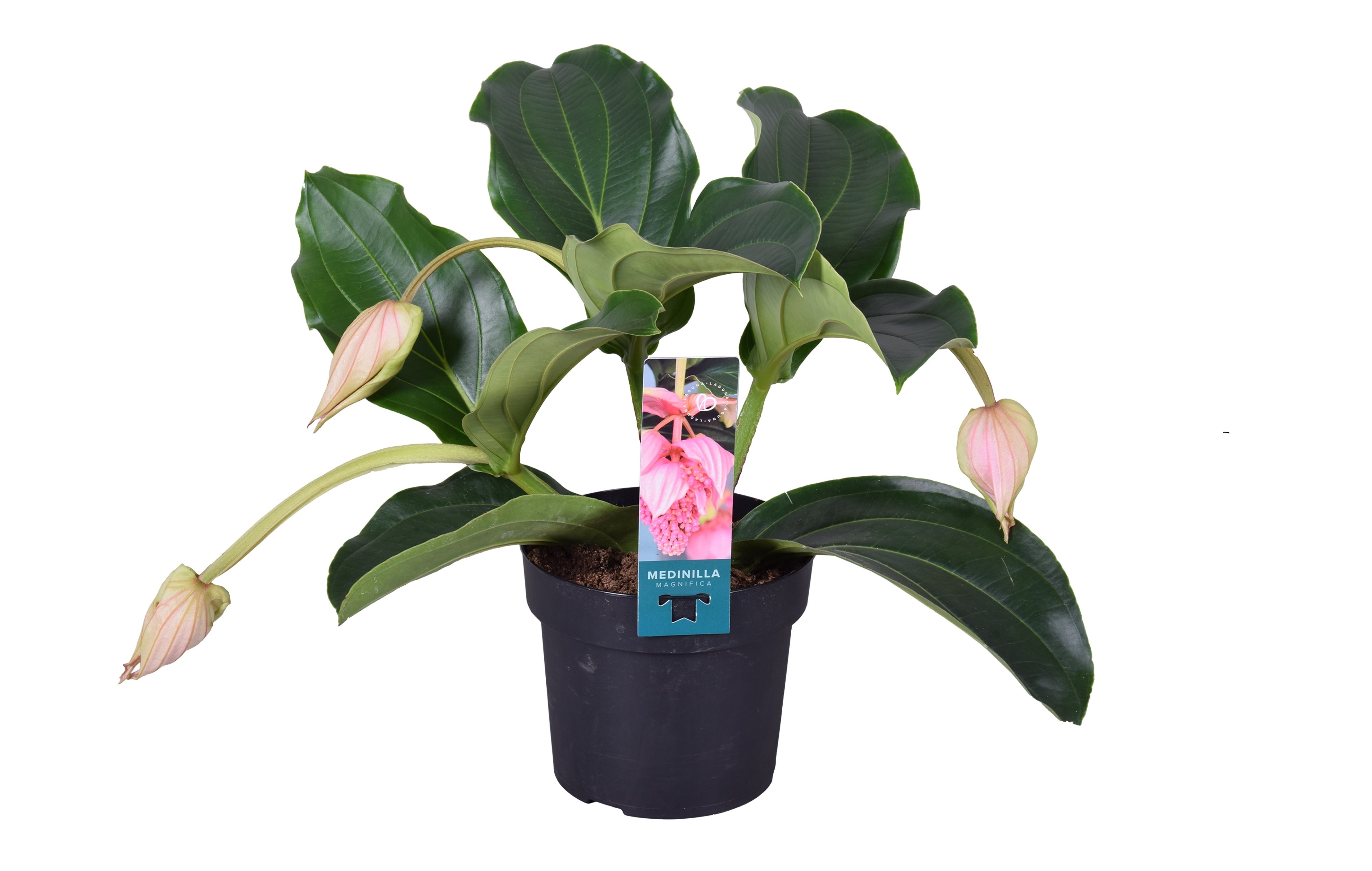 Medinilla magnifica - pot 17cm - hauteur 40-50cm