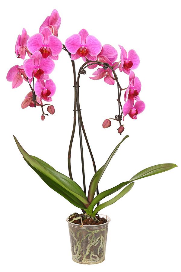 Schmetterlingsorchidee - Phalaenopsis