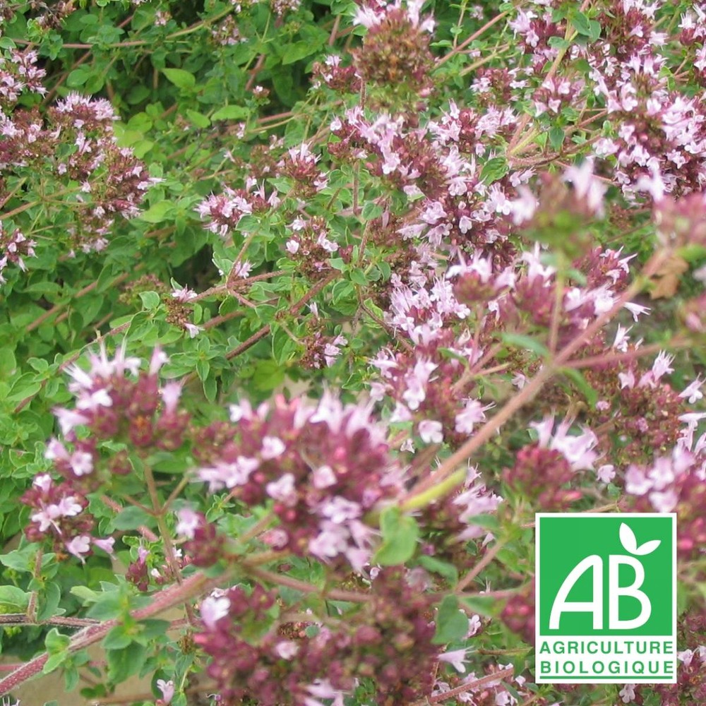 Origan vulgare bio/origanum vulgare[-]lot de 9 godets