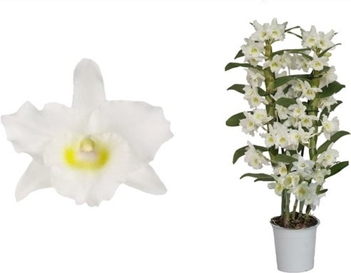 Bamboe orchidee (Dendrobium nobile 'Apollon') 2 tak, D 12 H 50 cm