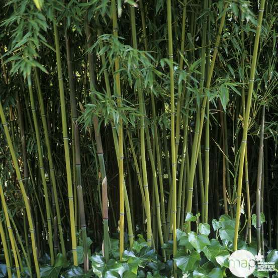 Bambou moyen phyllostachys humilis: pot de 3 litres
